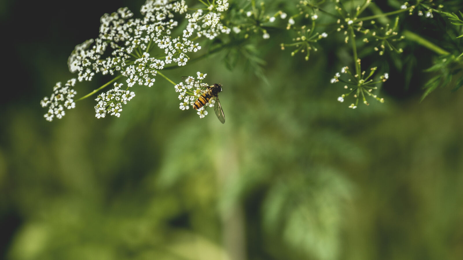 24-70mm F2.8-2.8 SSM sample photo. Blossoms, fly, green, nature photography
