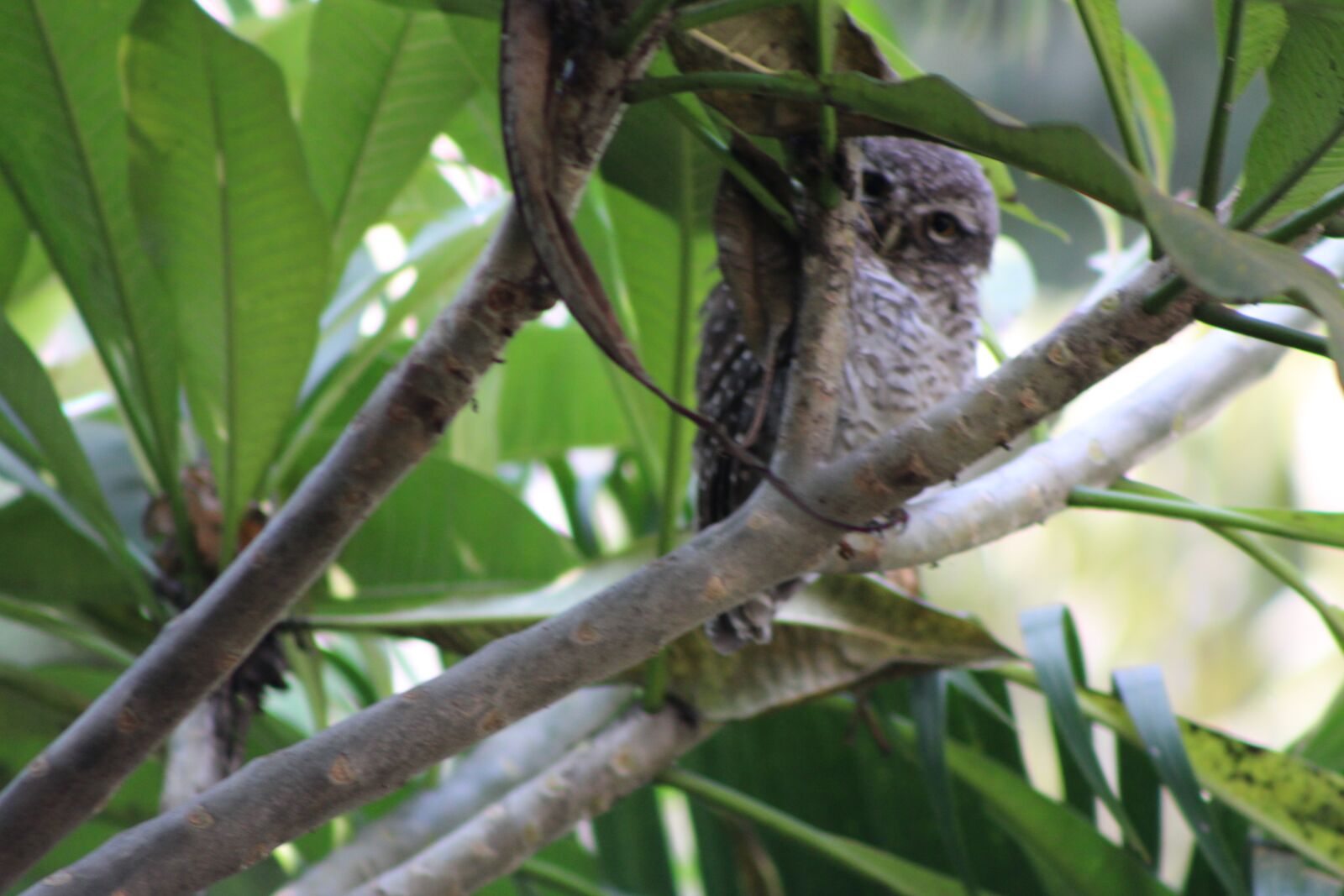 EF75-300mm f/4-5.6 sample photo. Owl, bird, tree photography