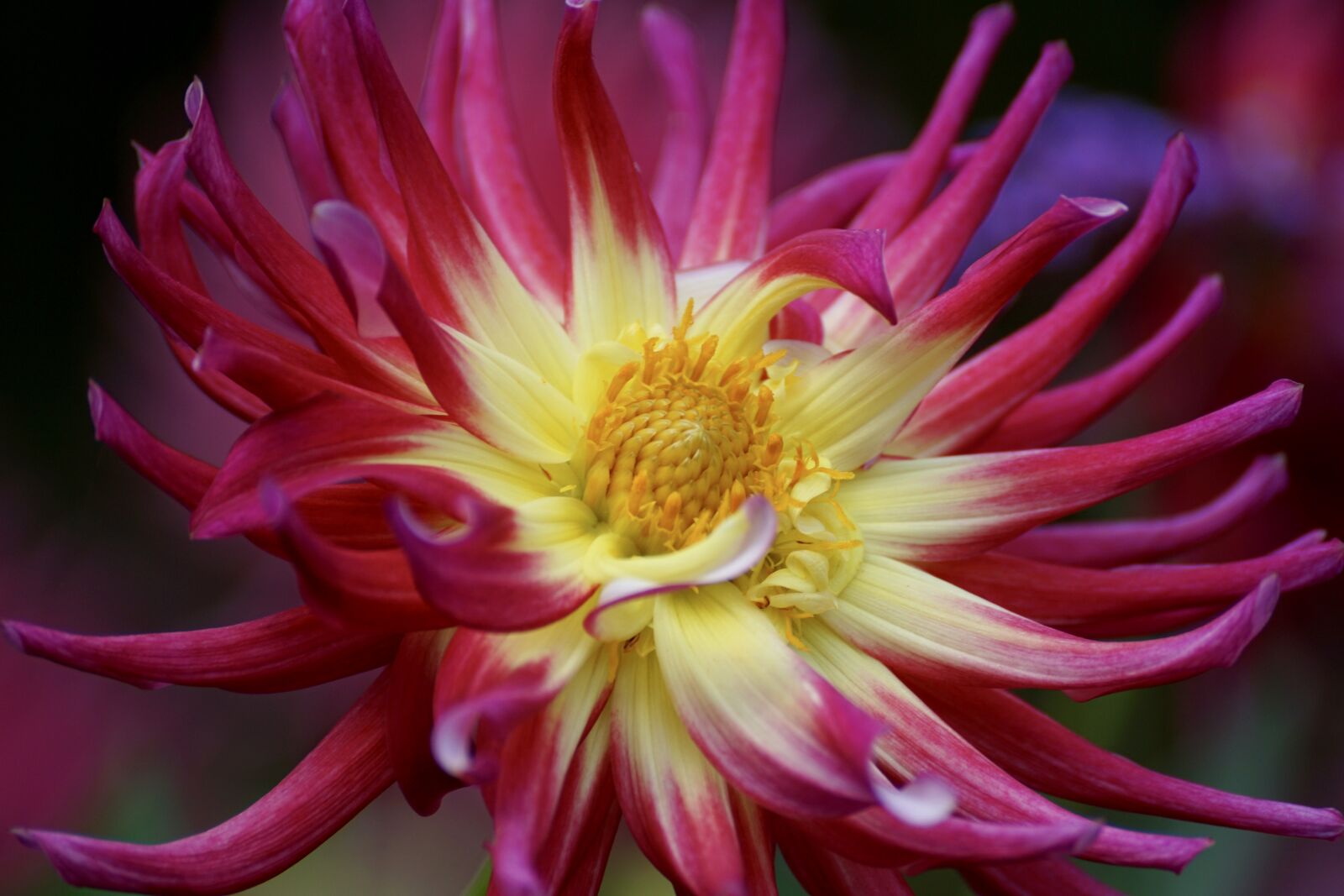 Sony DT 55-300mm F4.5-5.6 SAM sample photo. Dahlia, blossom, bloom photography