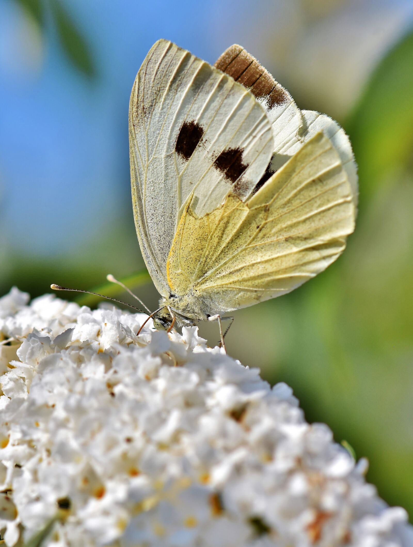 Nikon D7200 sample photo. White ling, butterfly, insect photography