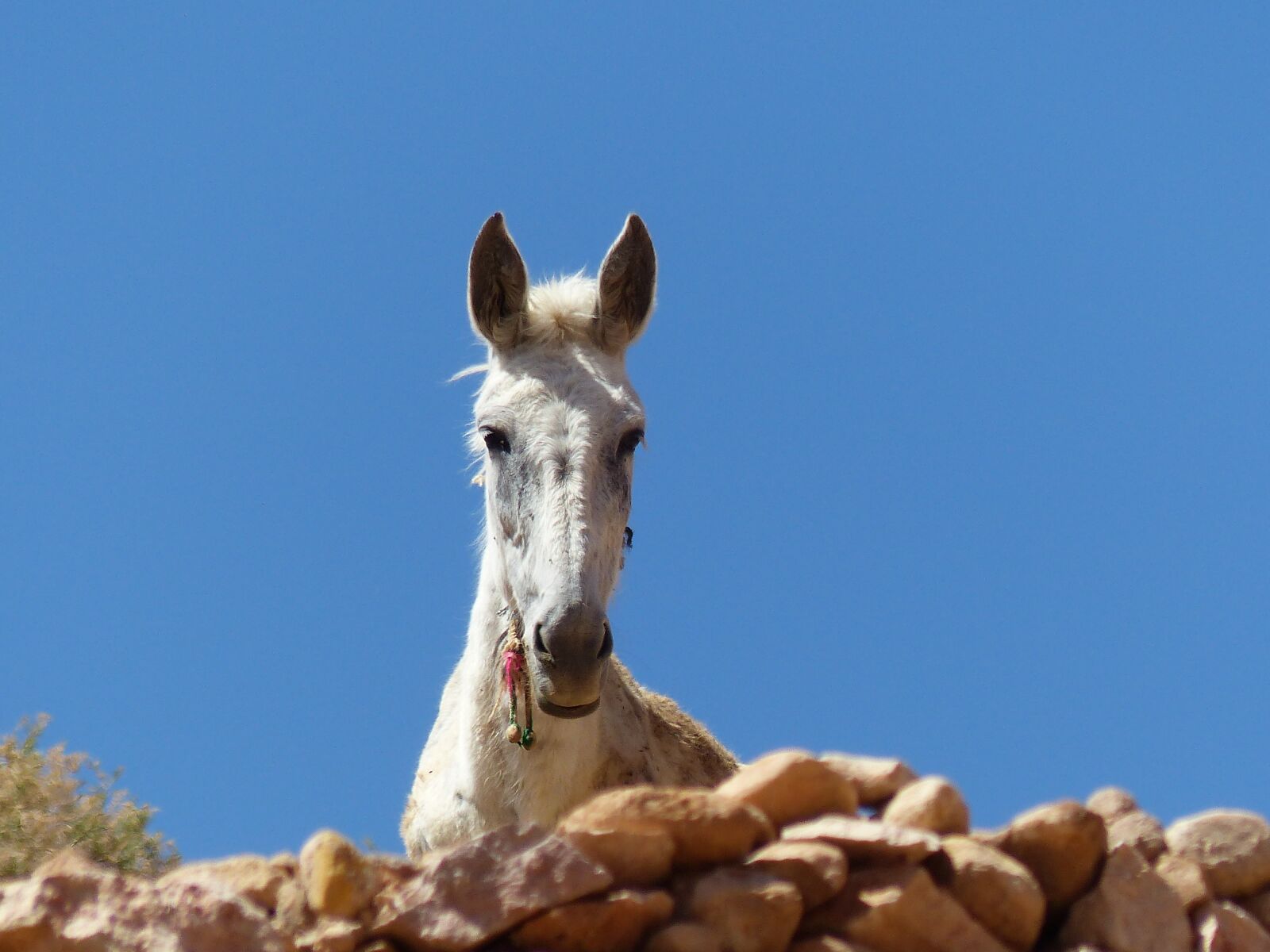 Panasonic Lumix DMC-FZ200 sample photo. Nature, outdoors, horse photography