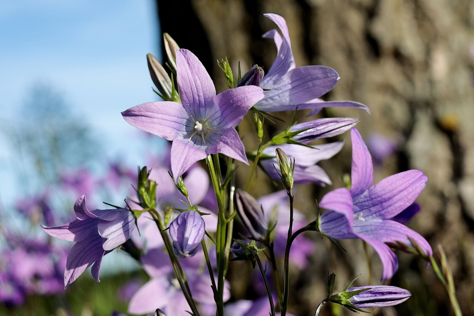 Canon EOS R sample photo. Bellflower, spring flower, flower photography