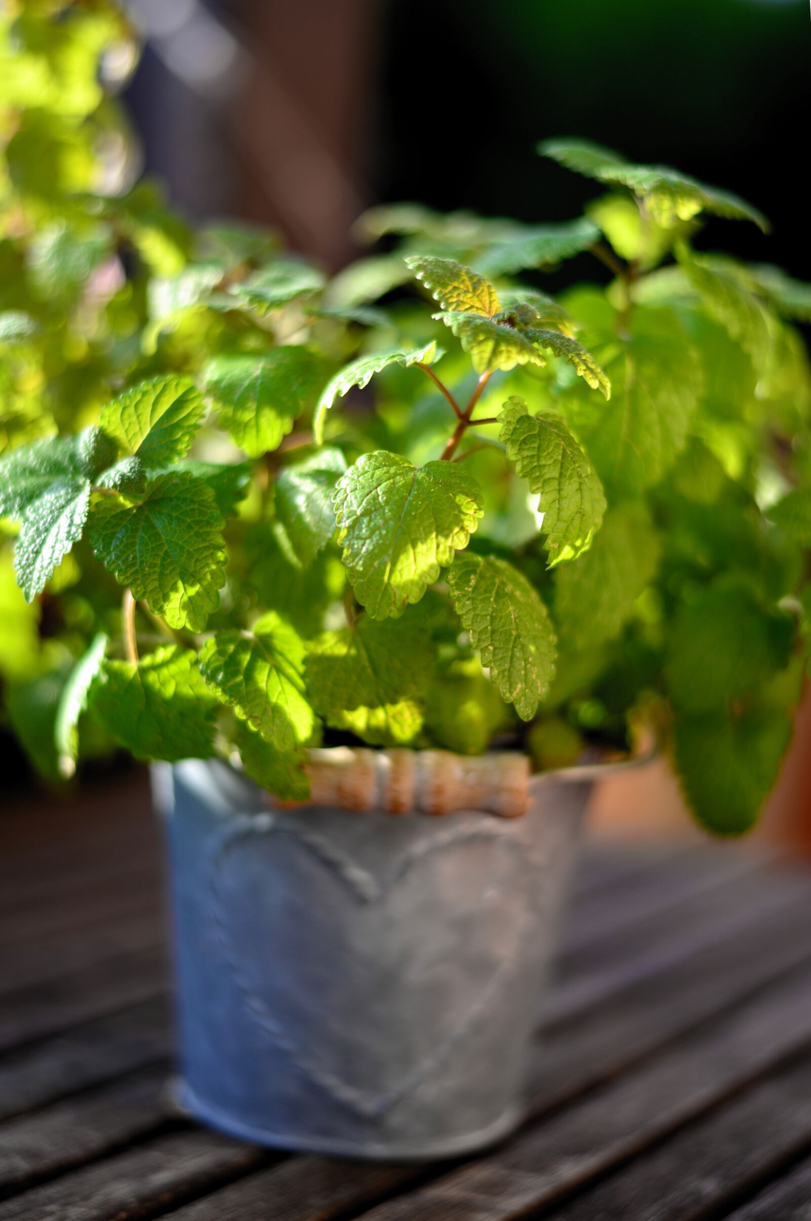 Nikon D610 sample photo. Mint, herbs, peppermint photography