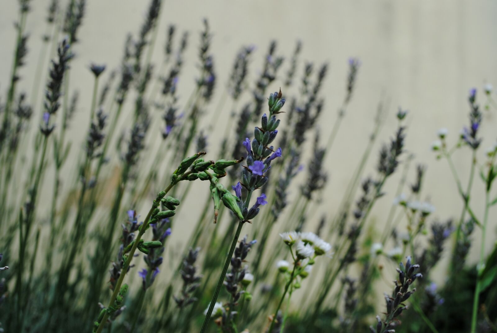 Nikon D3000 sample photo. Lavender, summer, medicinal photography