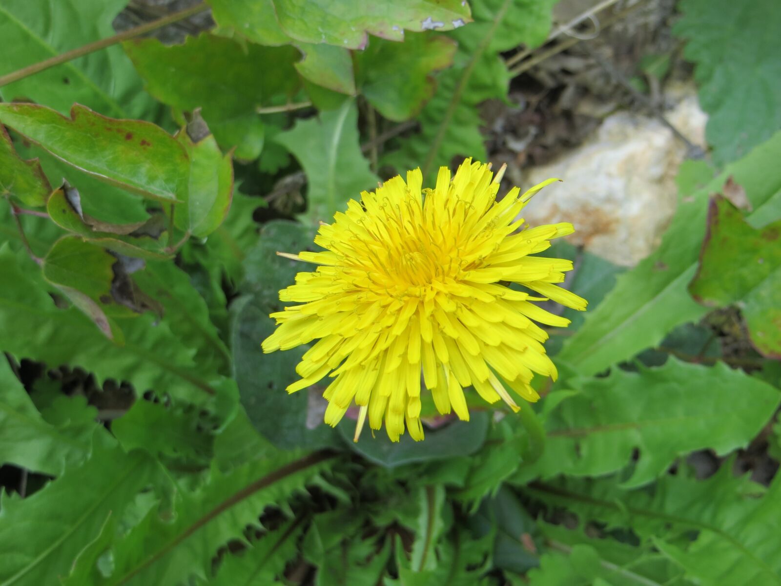 Canon PowerShot SX260 HS sample photo. Nature, flora, summer photography