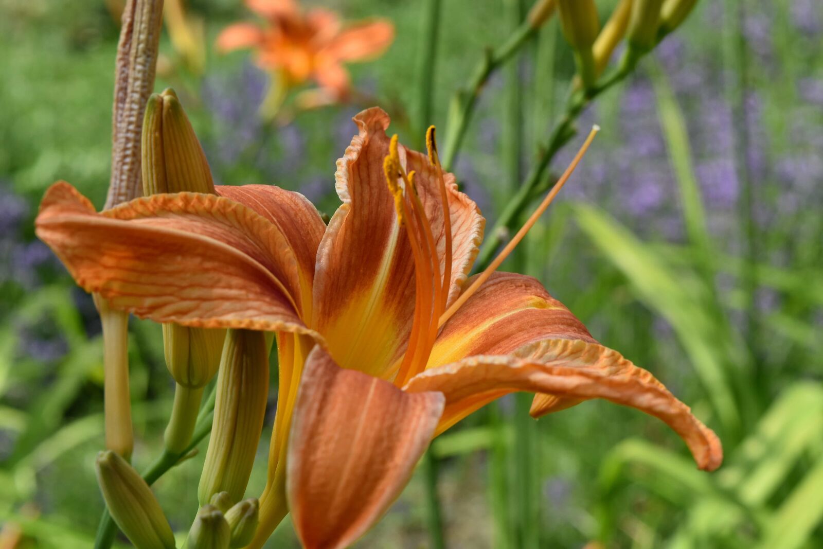 Nikon D5500 sample photo. Daylight, garden, horticulture, lily photography