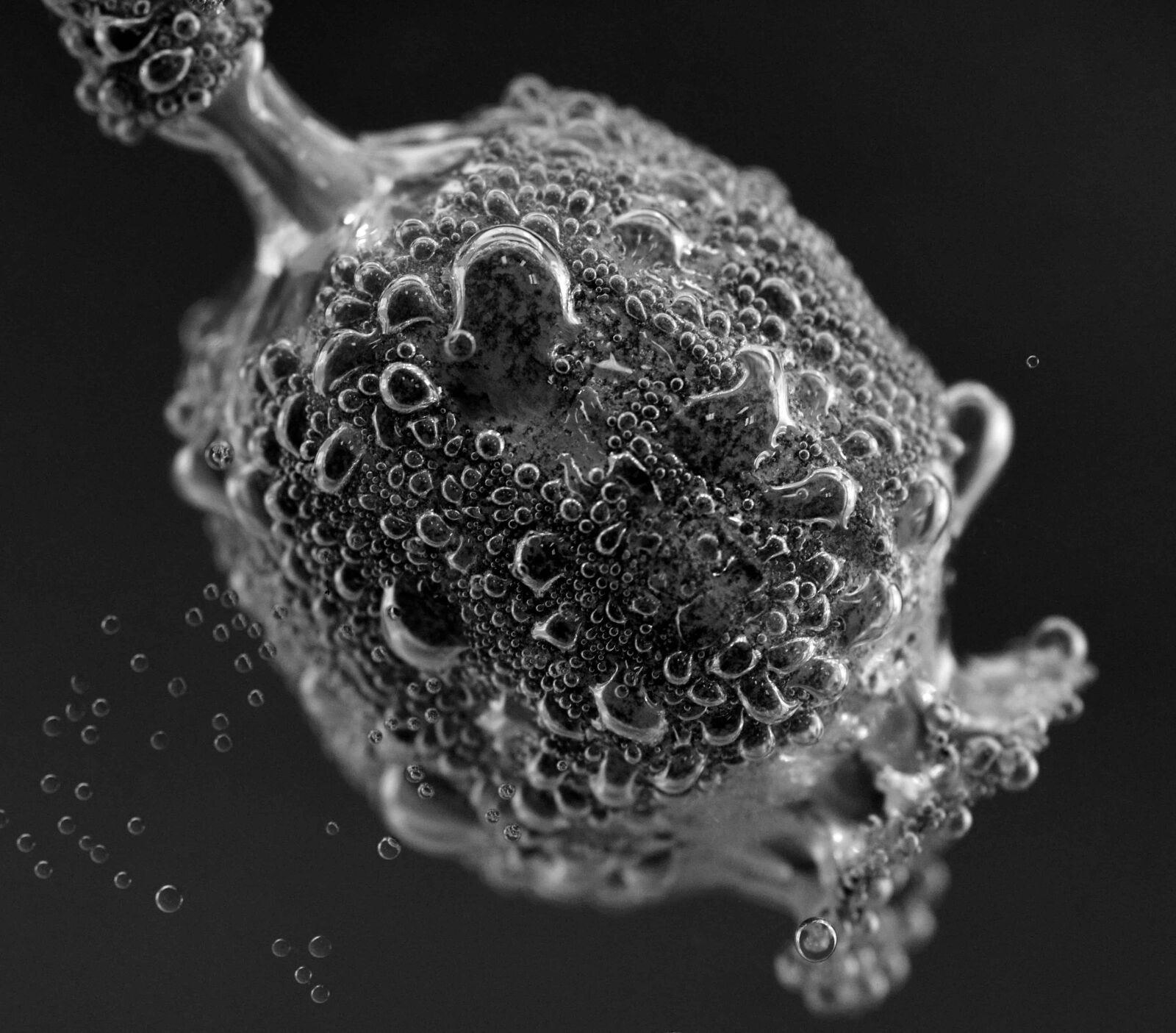 Nikon D3300 sample photo. Underwater, monochrome, macro, detail photography