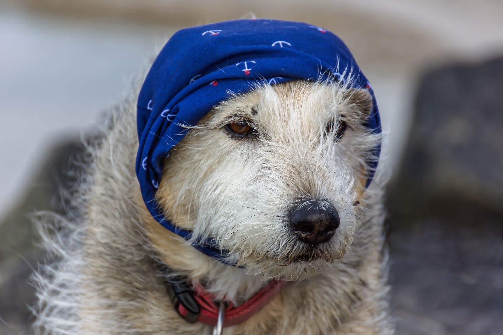 Nikon D7200 sample photo. Dog, headscarf, hybrid photography