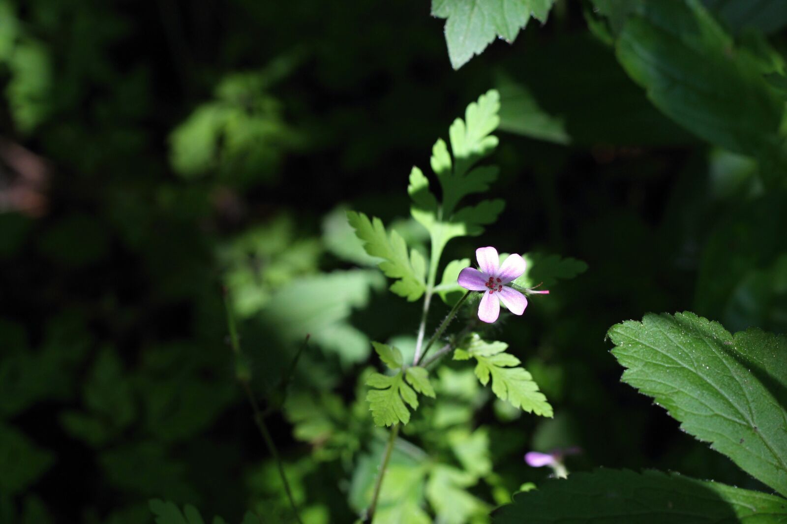 Canon EOS 1100D (EOS Rebel T3 / EOS Kiss X50) + Canon EF 50mm F1.8 II sample photo. Flower, forest, plant photography