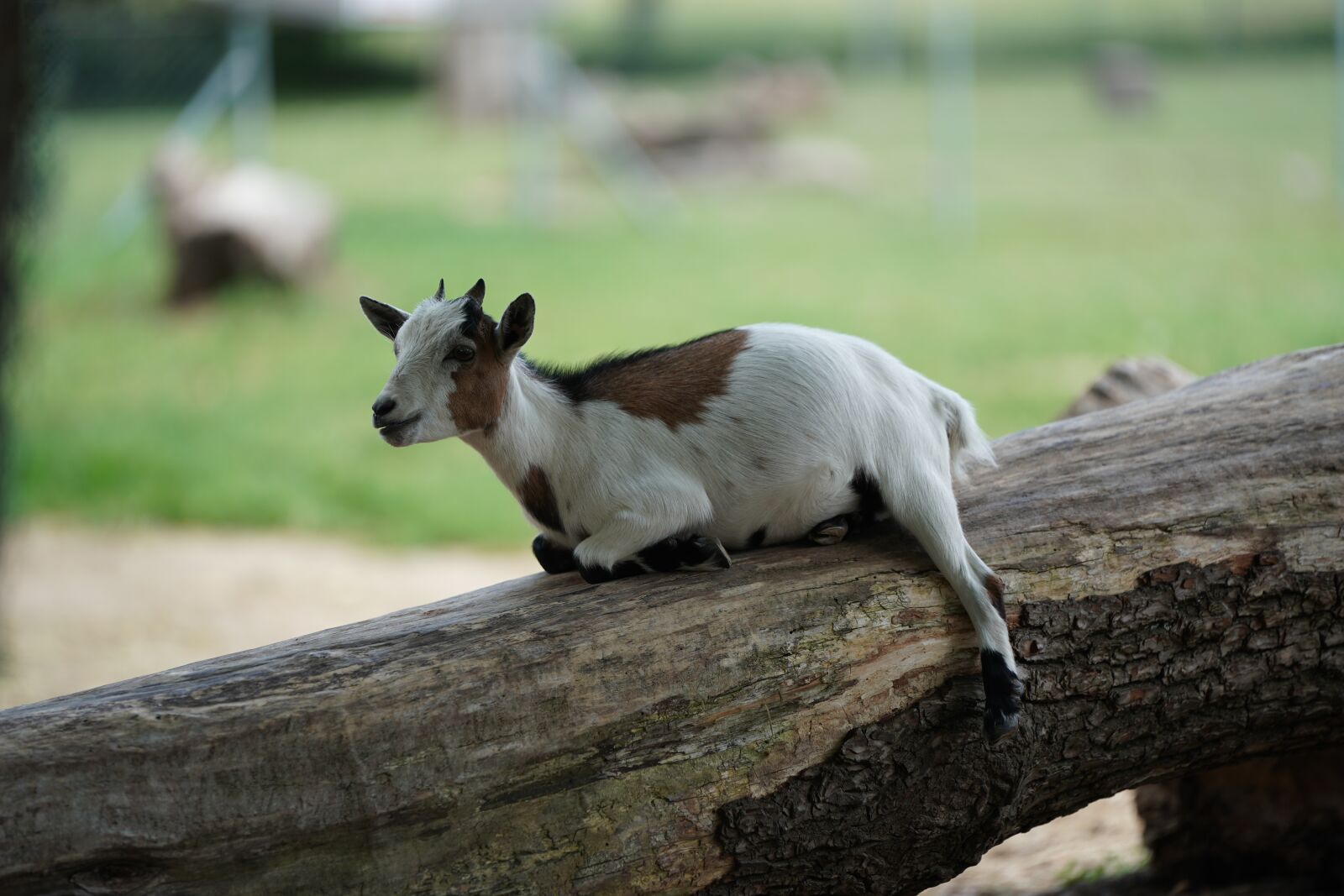 Sony FE 70-200mm F2.8 GM OSS sample photo. Goat, rest, funny photography