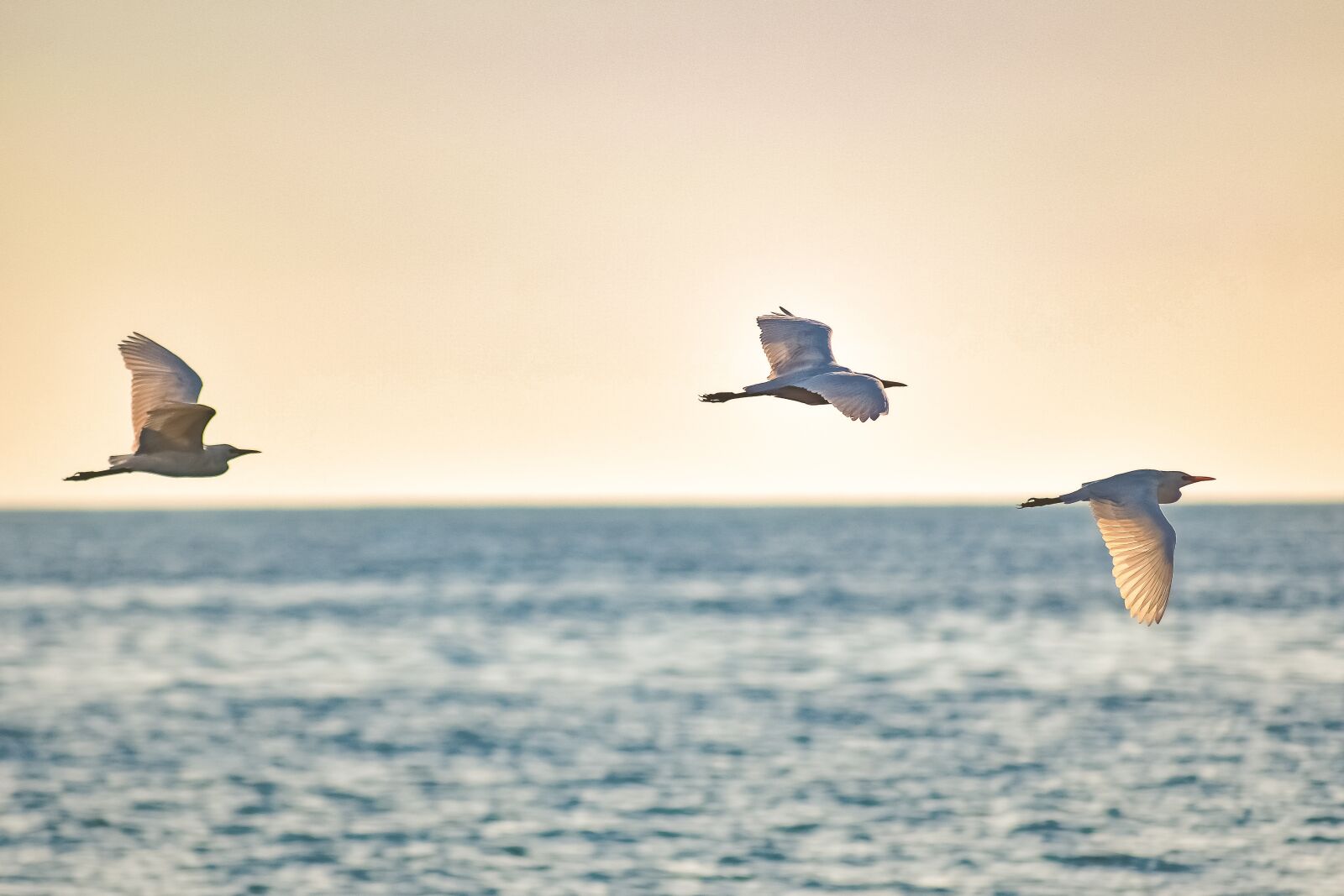 Nikon D3300 sample photo. Sea birds, flying, nature photography