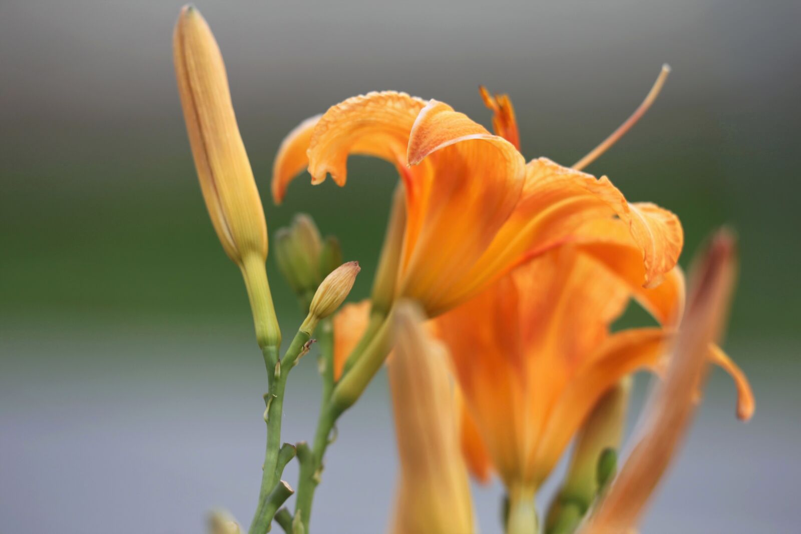 Canon EF 70-300 F4-5.6 IS II USM sample photo. Day lily, wild lily photography