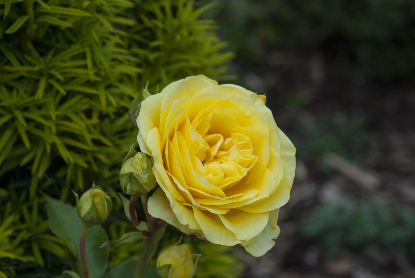 Nikon D60 sample photo. Rose, blossom, bloom photography