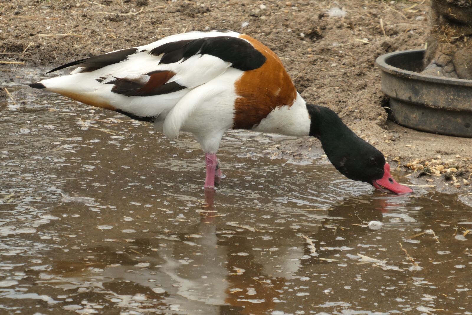 Panasonic Lumix DC-ZS70 (Lumix DC-TZ90) sample photo. Common, waterfowl, halfgans photography