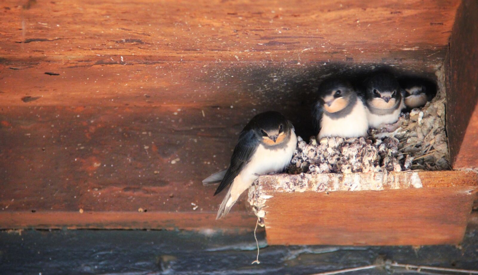 Canon EOS 550D (EOS Rebel T2i / EOS Kiss X4) + Canon EF-S 18-135mm F3.5-5.6 IS sample photo. Birds, nest photography