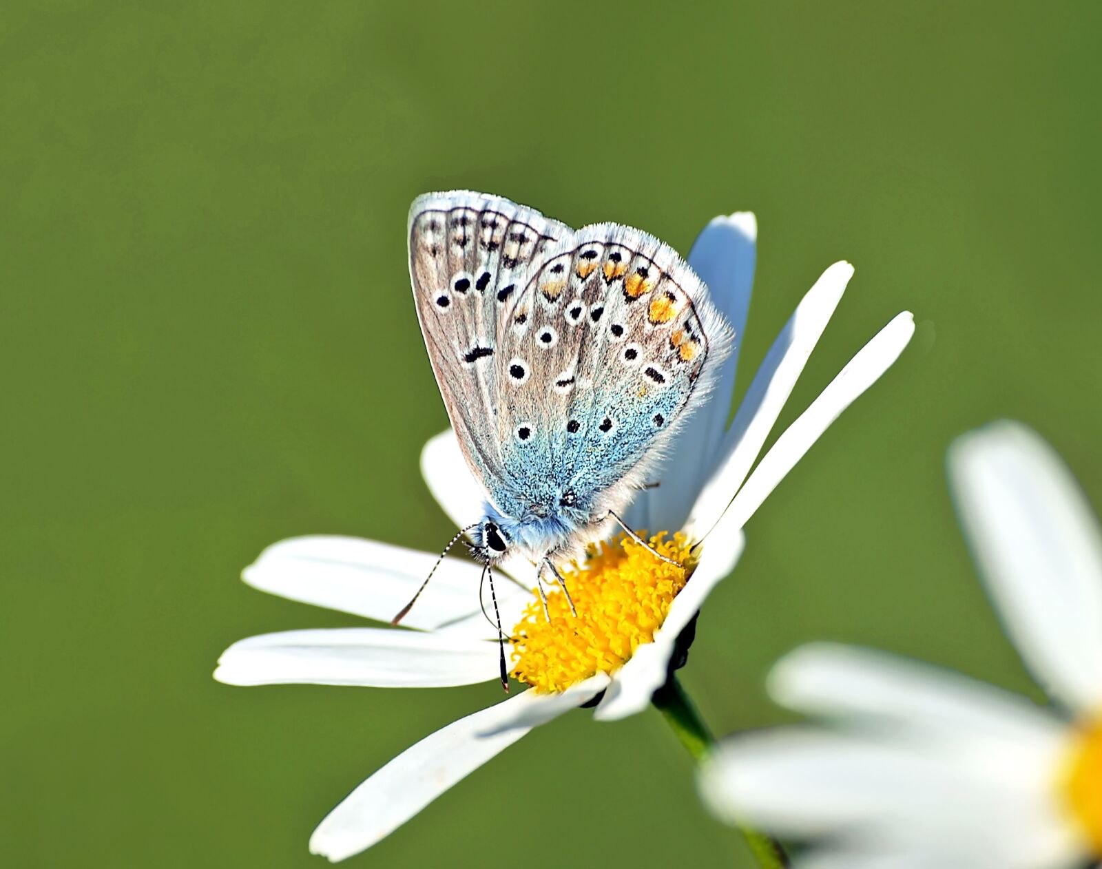 Olympus E-450 (EVOLT E-450) sample photo. Common blue, hauhechel, polyommatus photography