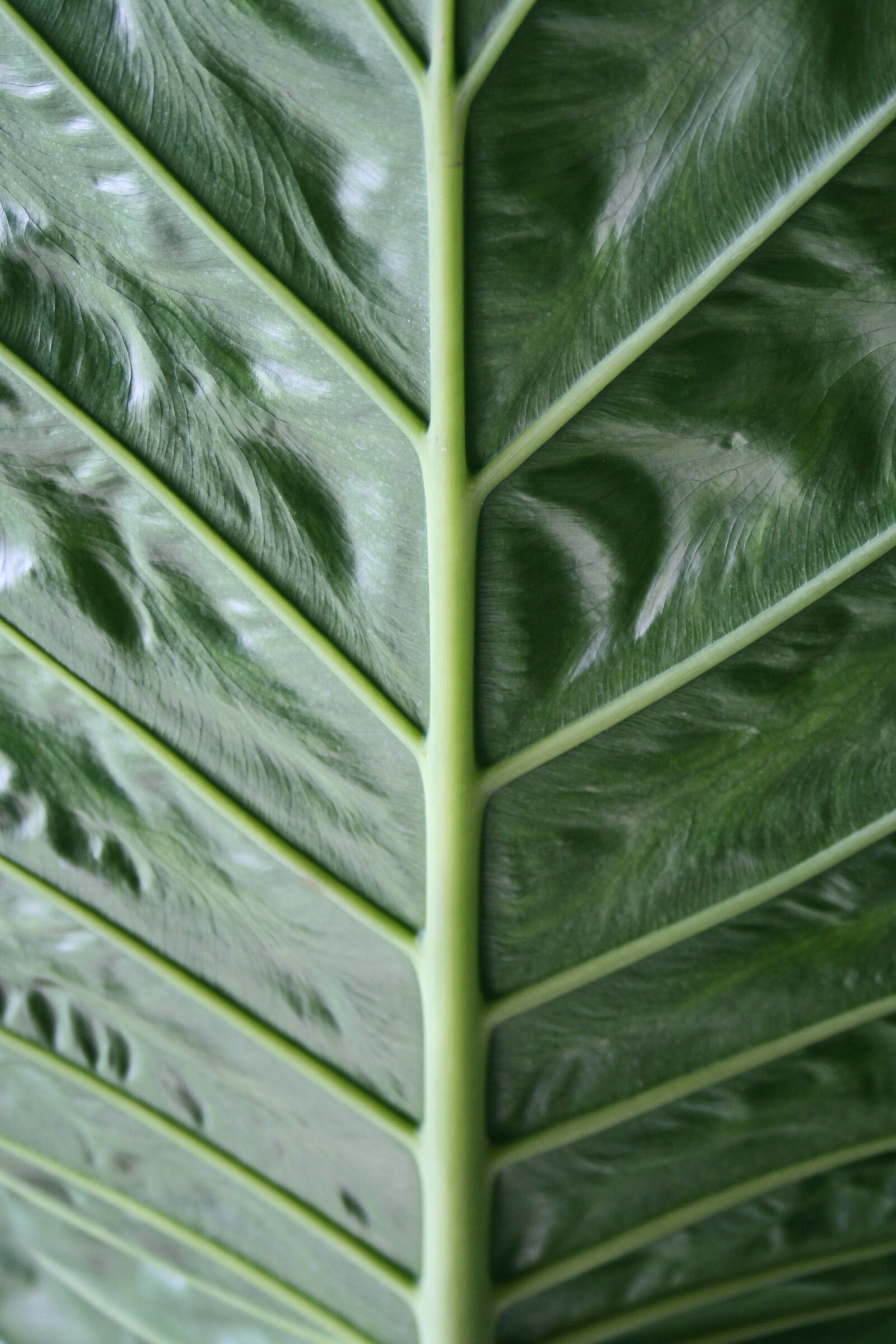 Canon EOS 400D (EOS Digital Rebel XTi / EOS Kiss Digital X) sample photo. Foliage, great letter, grain photography