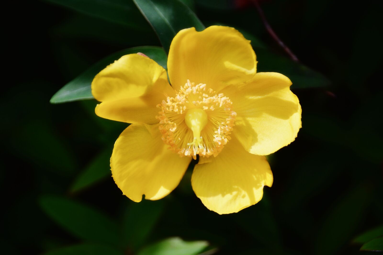 Nikon D5200 sample photo. Aigremoine, eupatoire, botanique, fleur photography