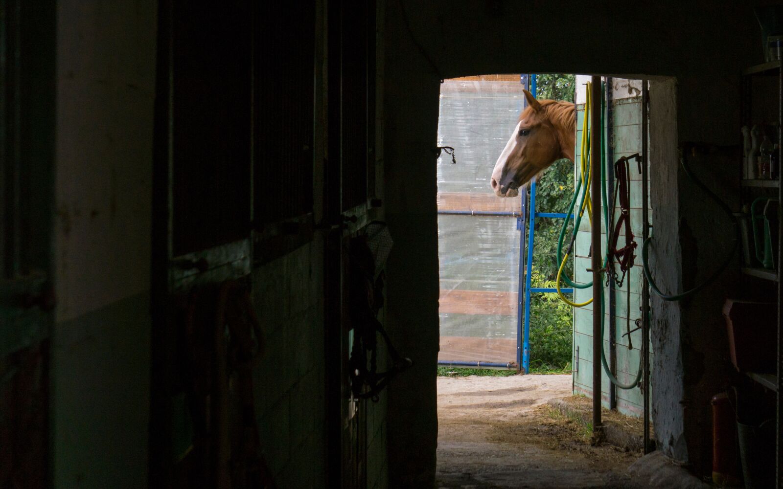 Sony E 55-210mm F4.5-6.3 OSS sample photo. Horse, riding school, riding photography
