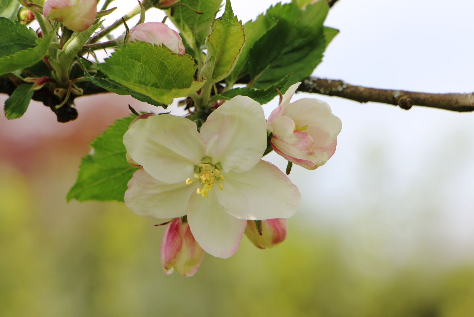 Canon EOS 700D (EOS Rebel T5i / EOS Kiss X7i) sample photo. Blossom, bloom, apple tree photography