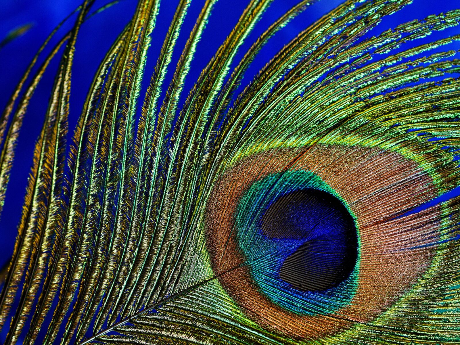 Sony ILCA-77M2 + Tamron SP AF 90mm F2.8 Di Macro sample photo. Peacock feather, macro, peacock photography