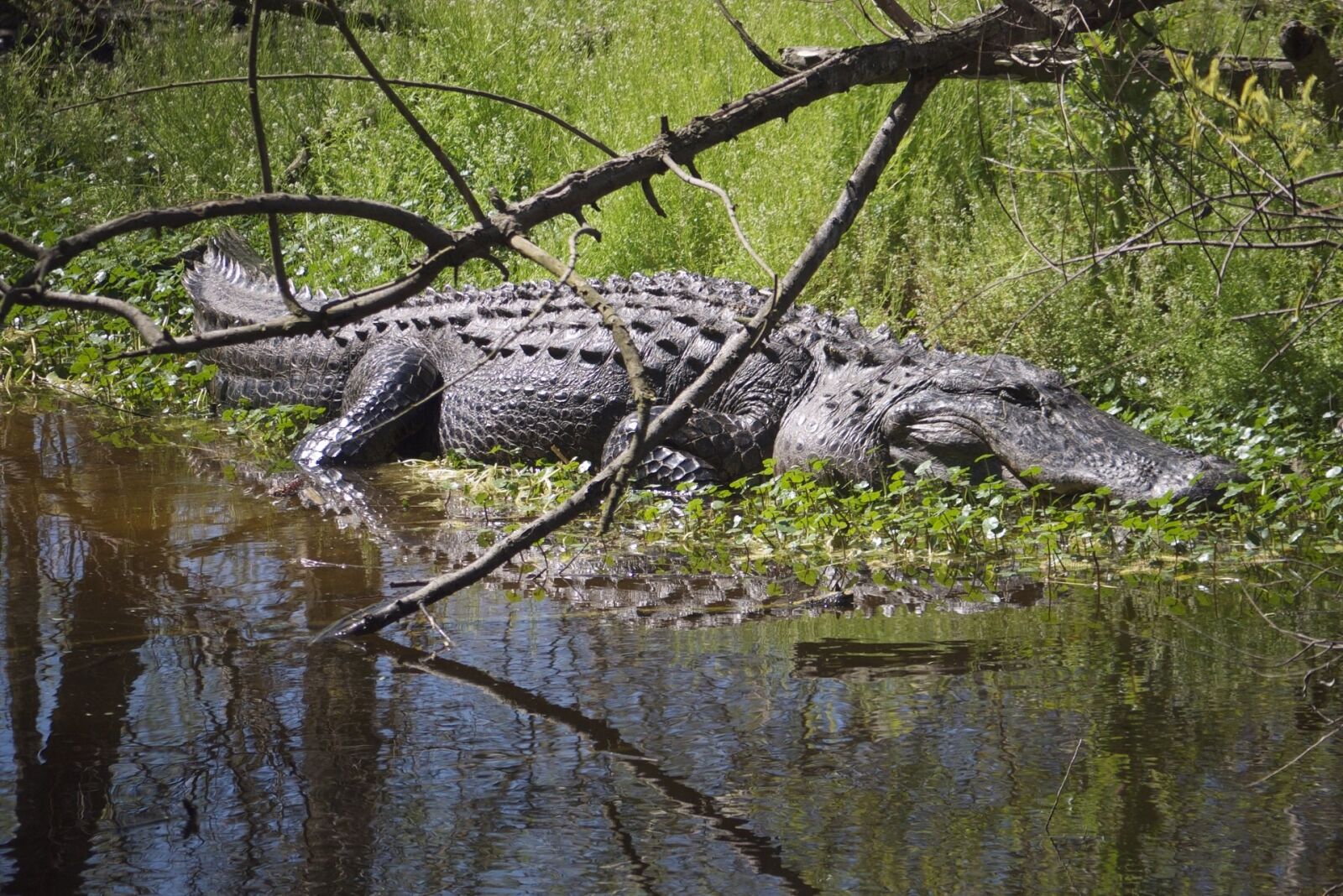 Panasonic Lumix DMC-GF1 sample photo. Alligator, water, sunning photography