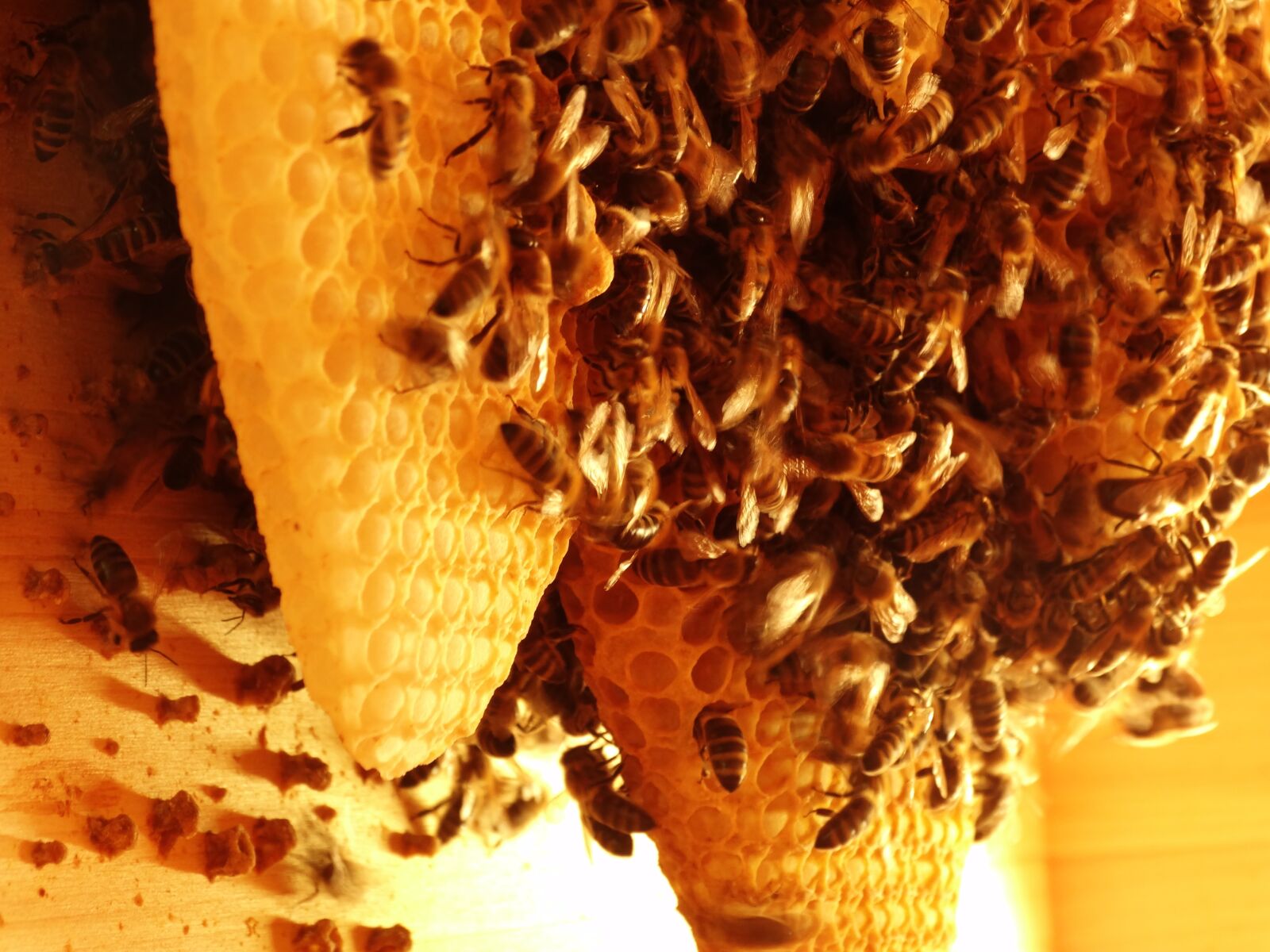 Sony Cyber-shot DSC-HX300 sample photo. Bees, bee colony, insects photography
