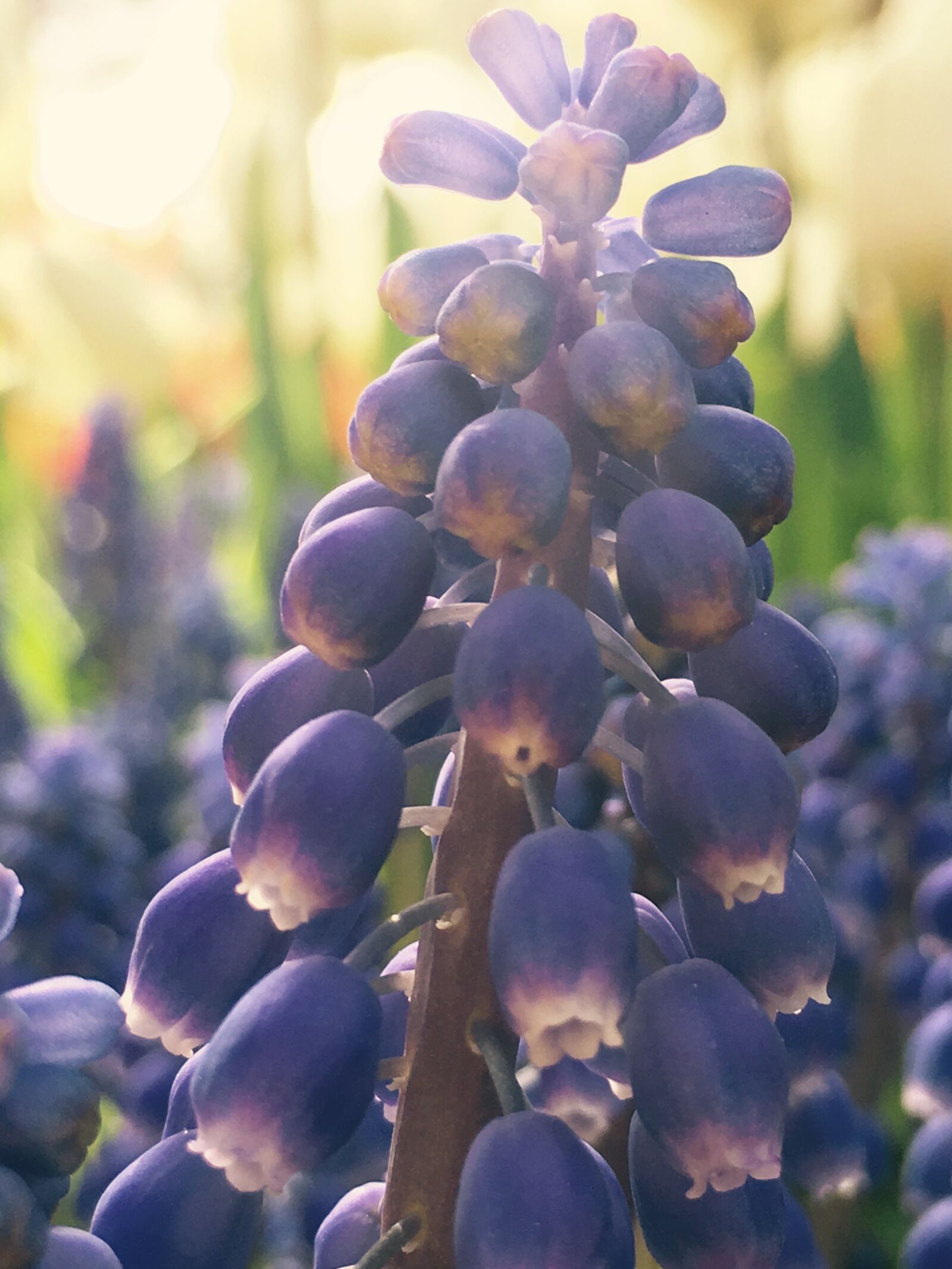 Apple iPhone 6s sample photo. Flowers, gaziantep, purple, flowers photography