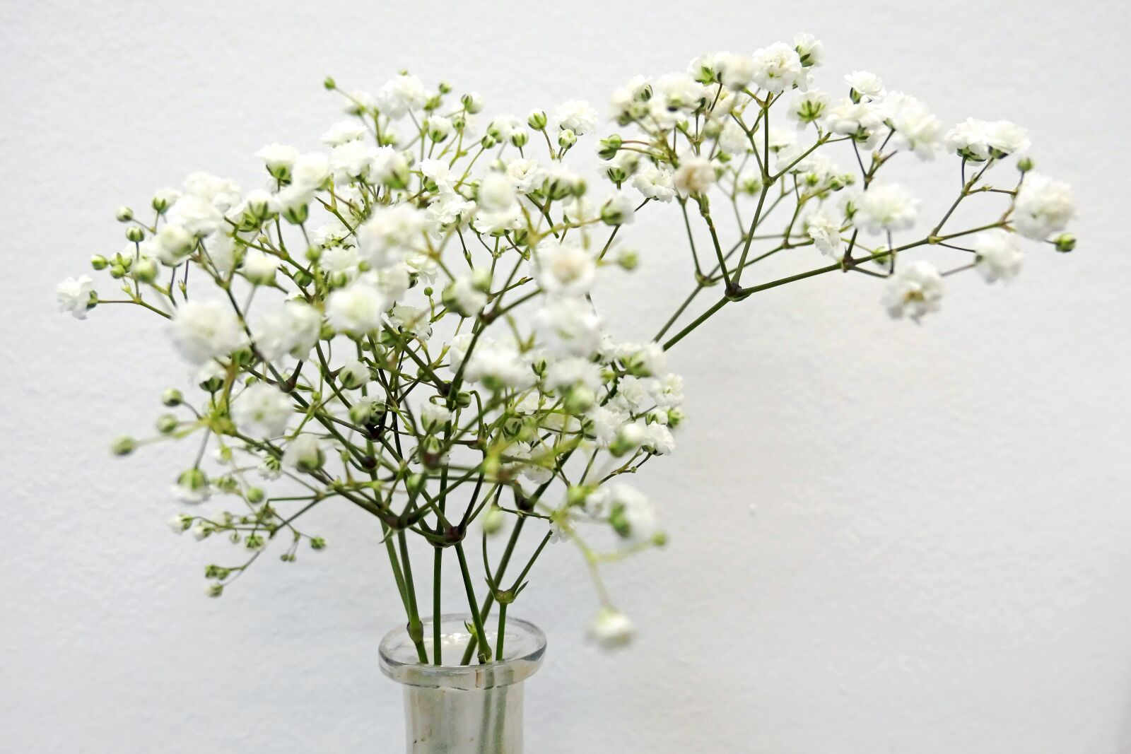 Panasonic Lumix DMC-LX10 (Lumix DMC-LX15) sample photo. Flowers, trockenblume, white photography