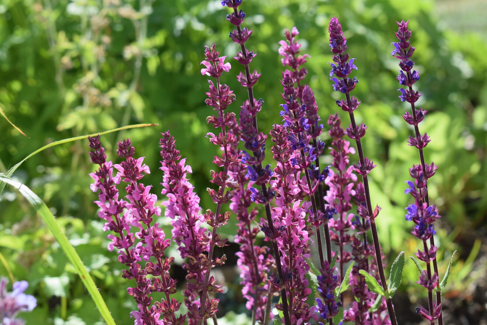 Nikon D3300 sample photo. Sage, perennial, flower photography