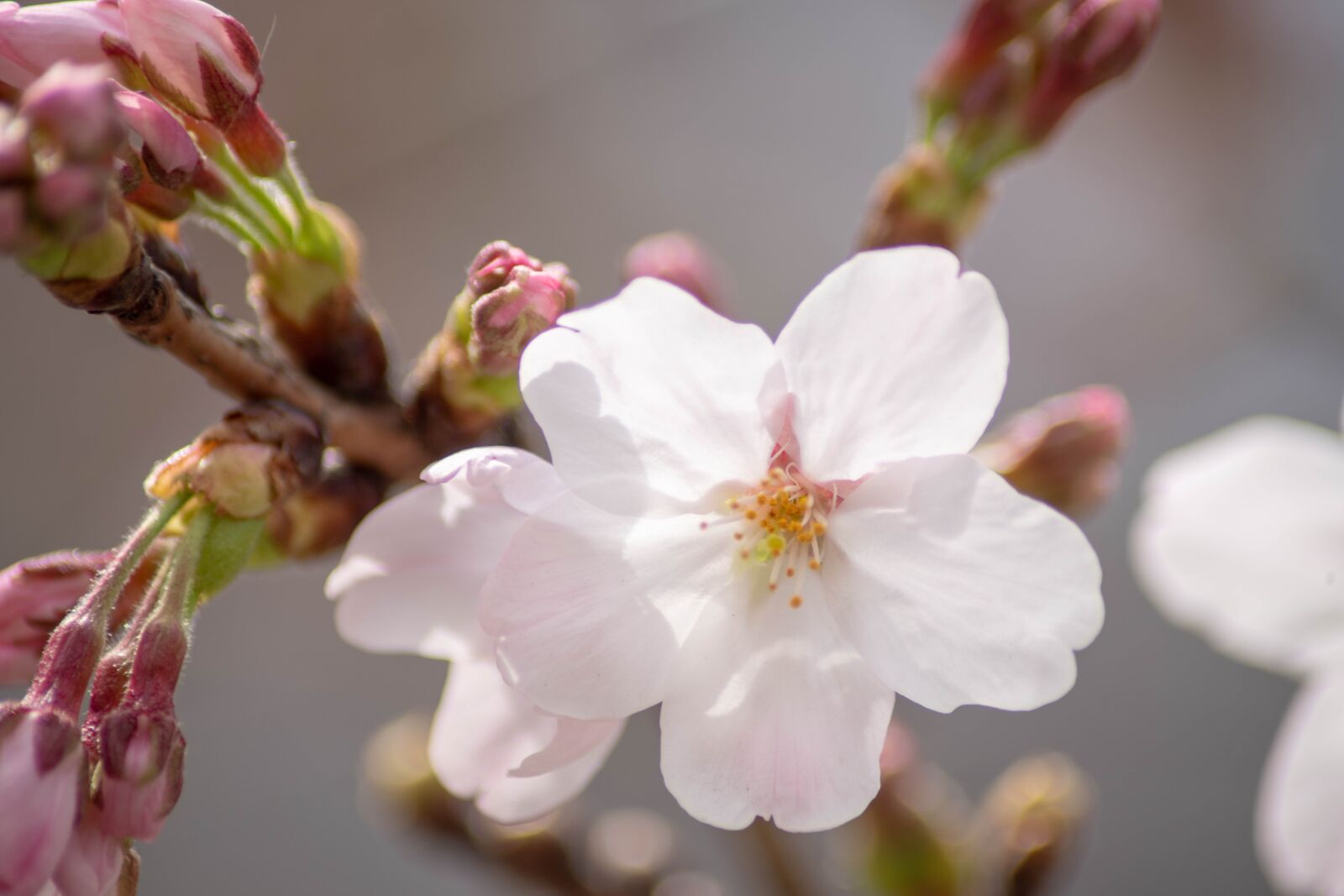 Nikon D850 sample photo. Cherry blossoms, flowers, spring photography