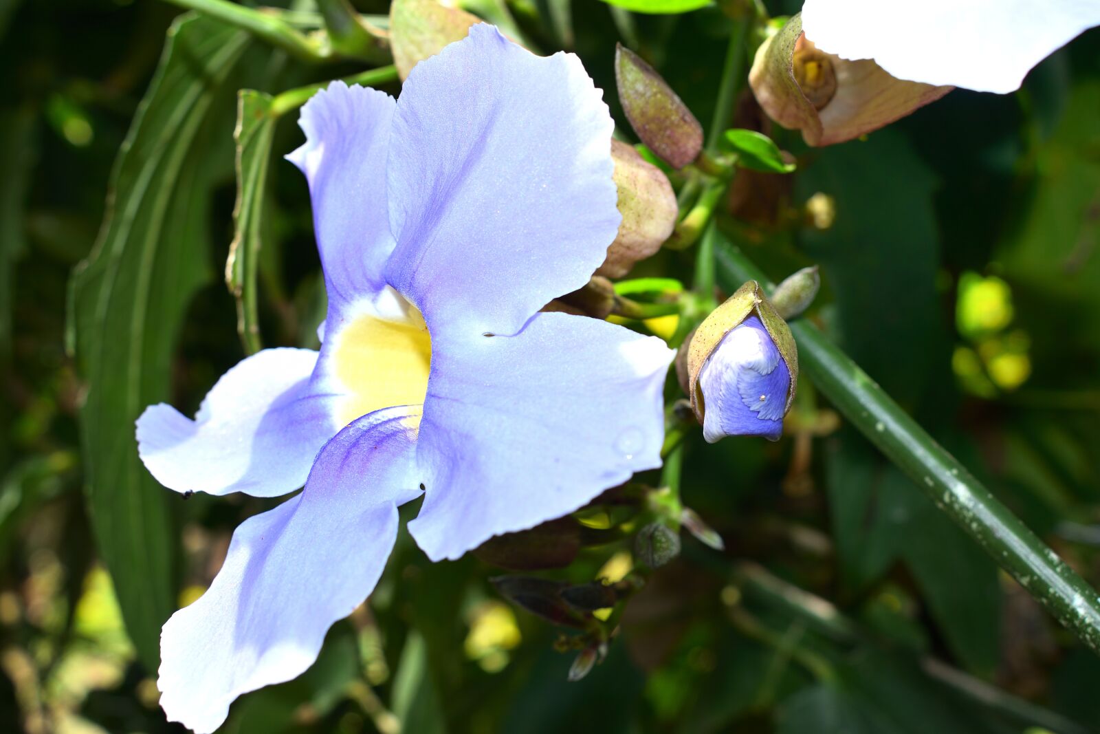 Nikon D5300 sample photo. Flowers, garden, plant photography