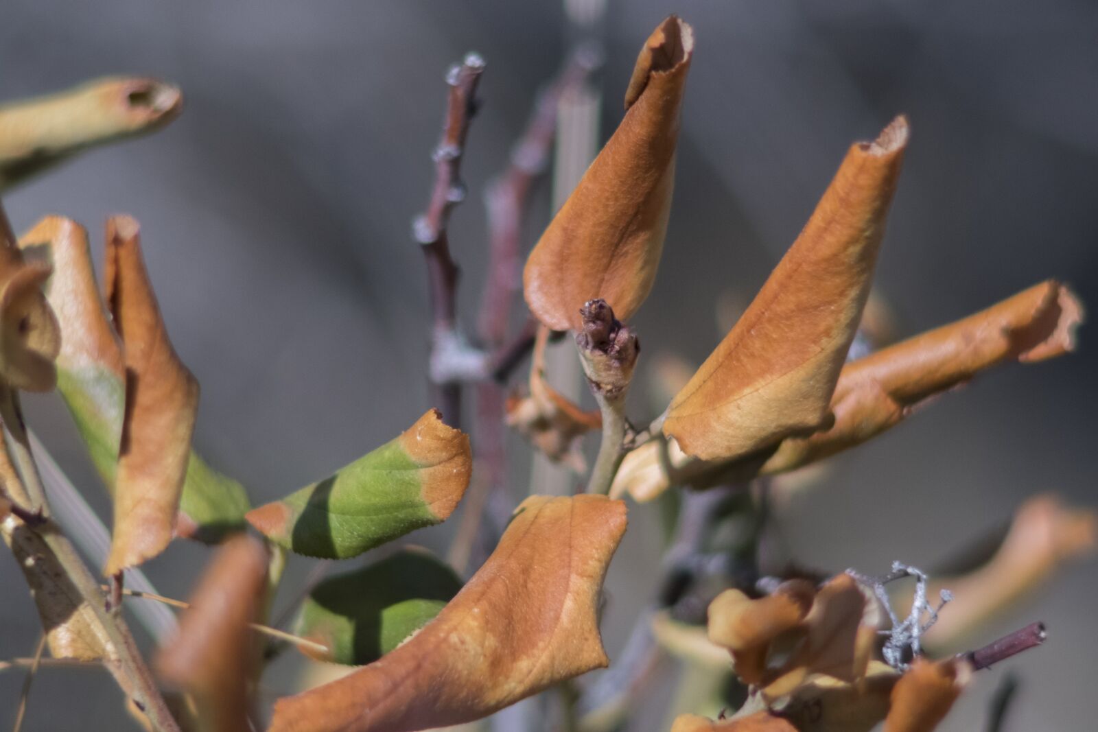 Fujifilm X-E2 sample photo. Outdoors, spring leaves, macro photography