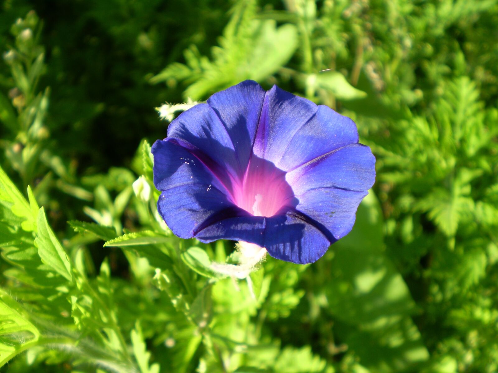 Olympus FE210,X775 sample photo. Bell, blue flower, field photography