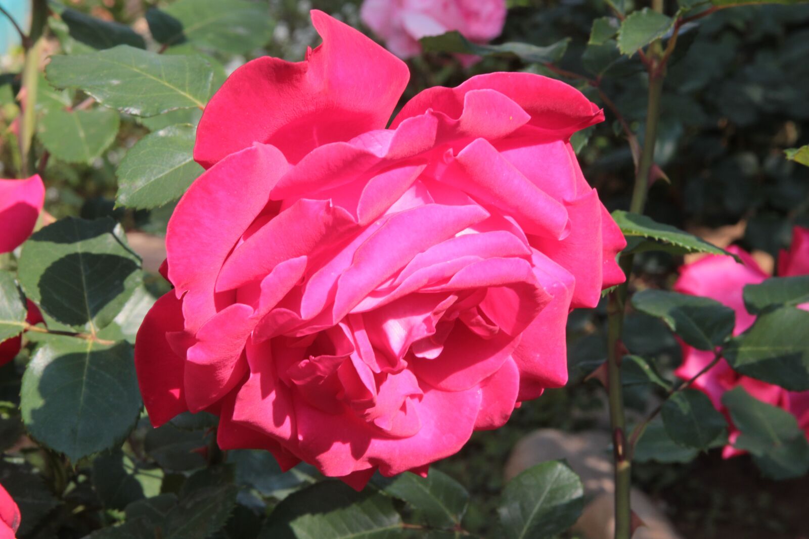 Canon EOS 550D (EOS Rebel T2i / EOS Kiss X4) sample photo. Rose, roses, flower photography
