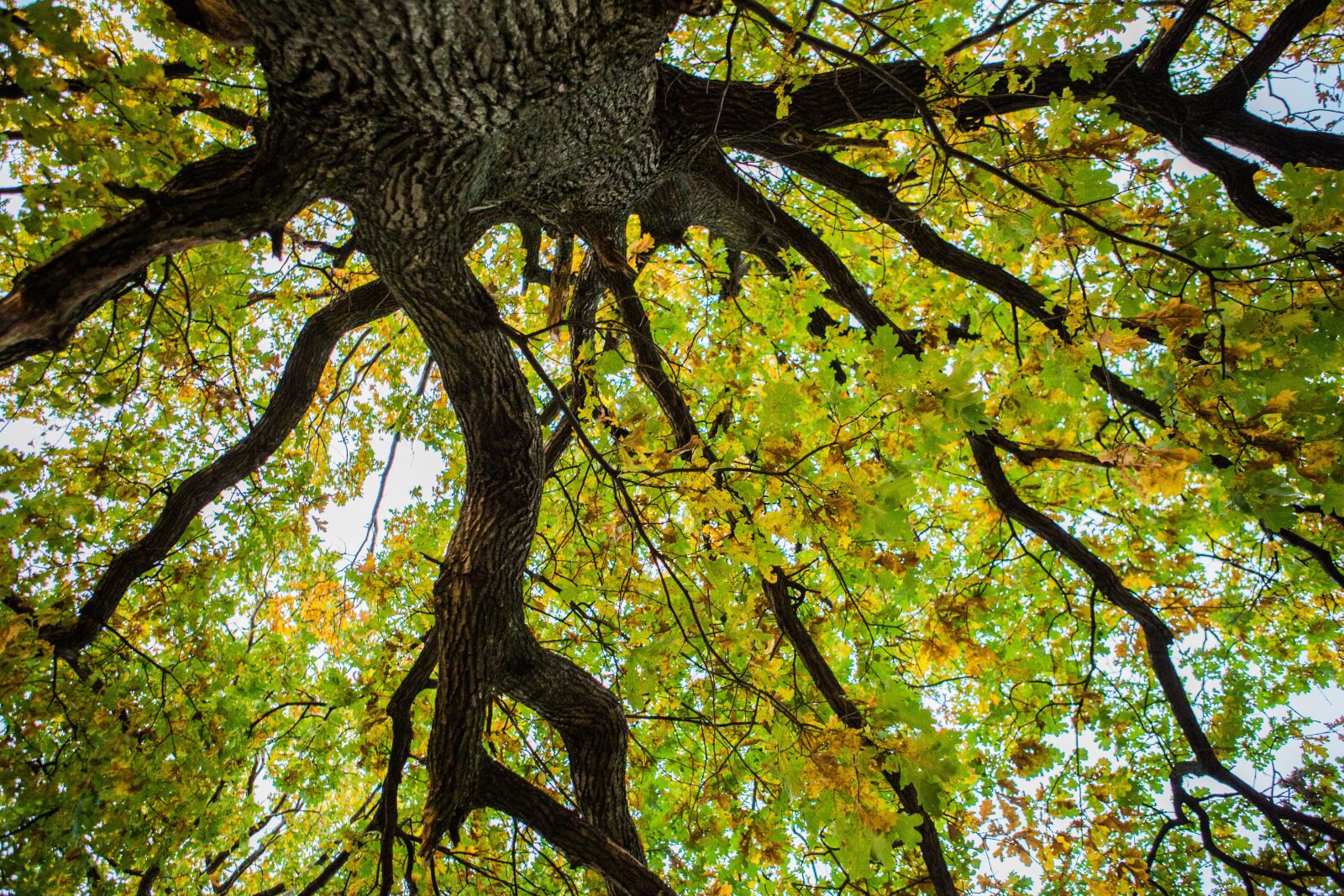 Canon EF 24-70mm F2.8L USM sample photo. Tree, autumn, oak photography