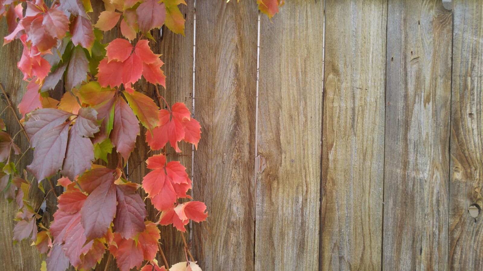LG G4 sample photo. Vines, autumn, greeting card photography