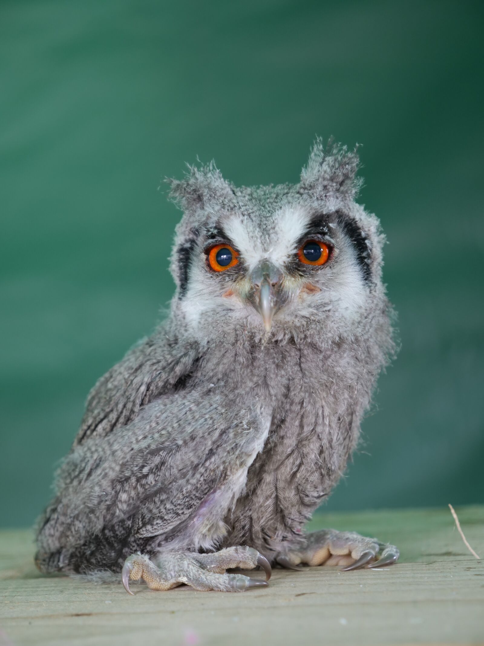 Panasonic Lumix DC-G9 sample photo. White faced scopps owl photography