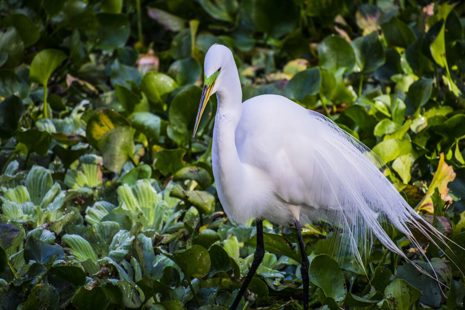 Nikon D5300 sample photo. Great egret, bird, plumage photography