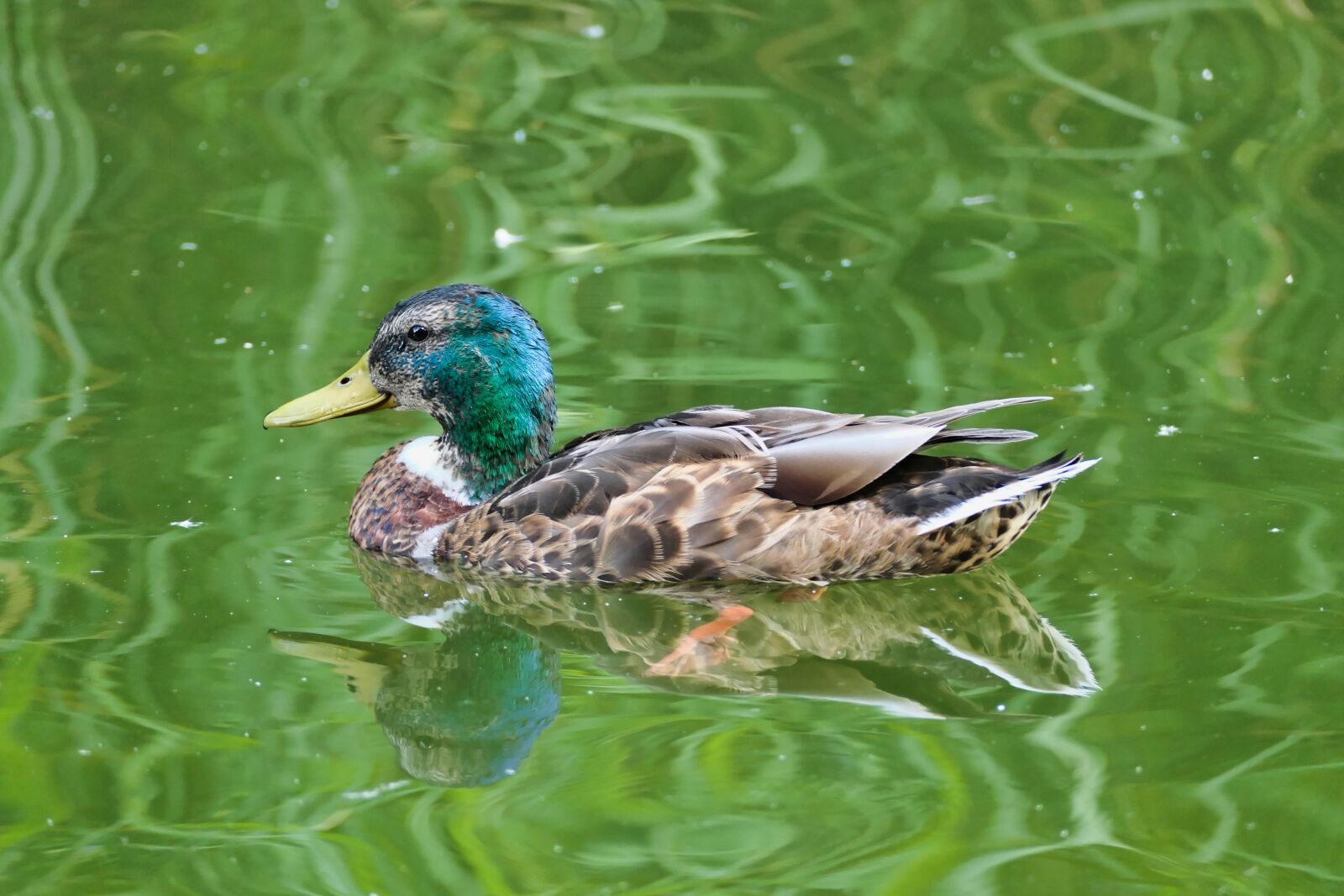 Panasonic DC-FZ10002 sample photo. Duck, mallard, drake photography