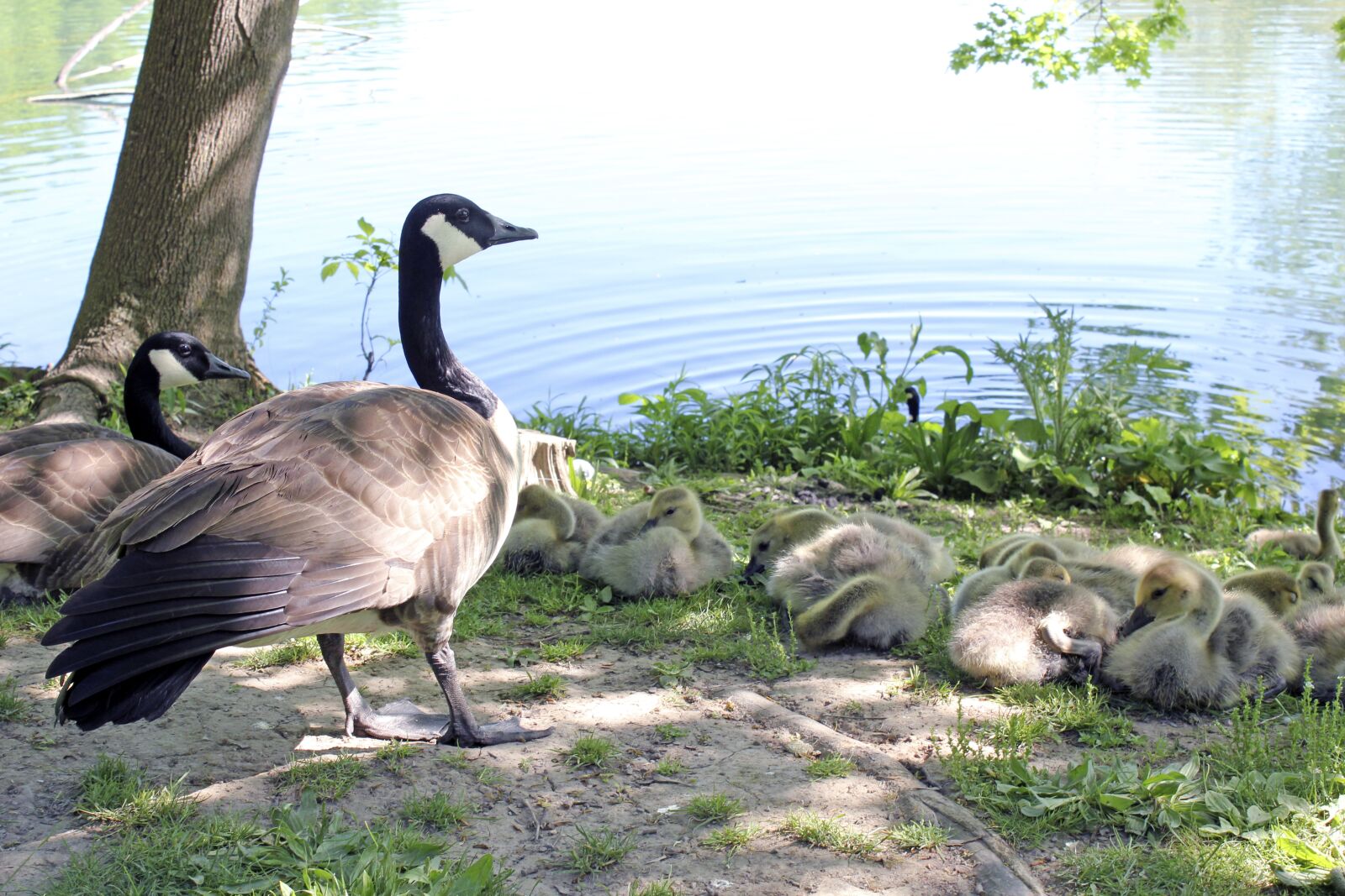 Canon EOS 550D (EOS Rebel T2i / EOS Kiss X4) sample photo. Goose, geese, poultry photography