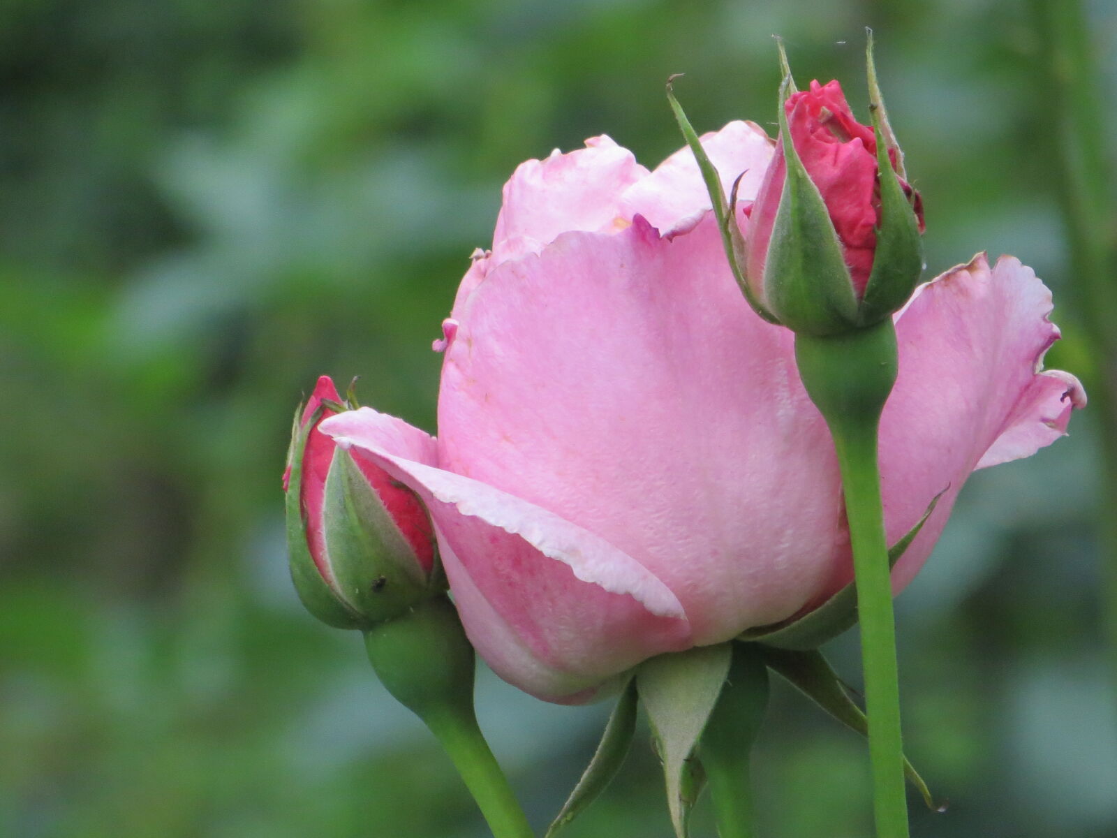 Canon PowerShot SX260 HS sample photo. Rose photography