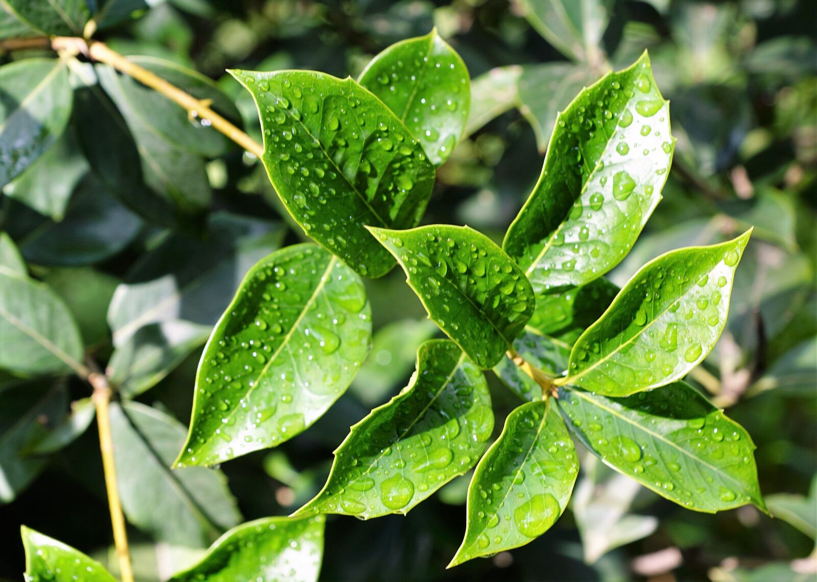 Sony ILCA-77M2 + Sony DT 16-50mm F2.8 SSM sample photo. Leaf, nature, bio photography