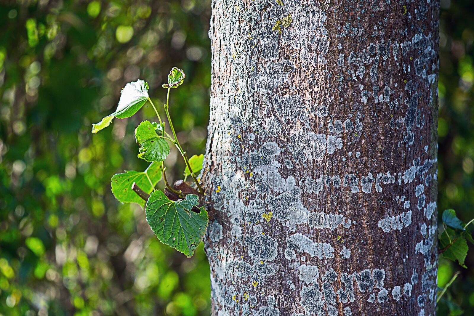 Canon EOS 5D Mark III sample photo. Scion, leaf, bud photography