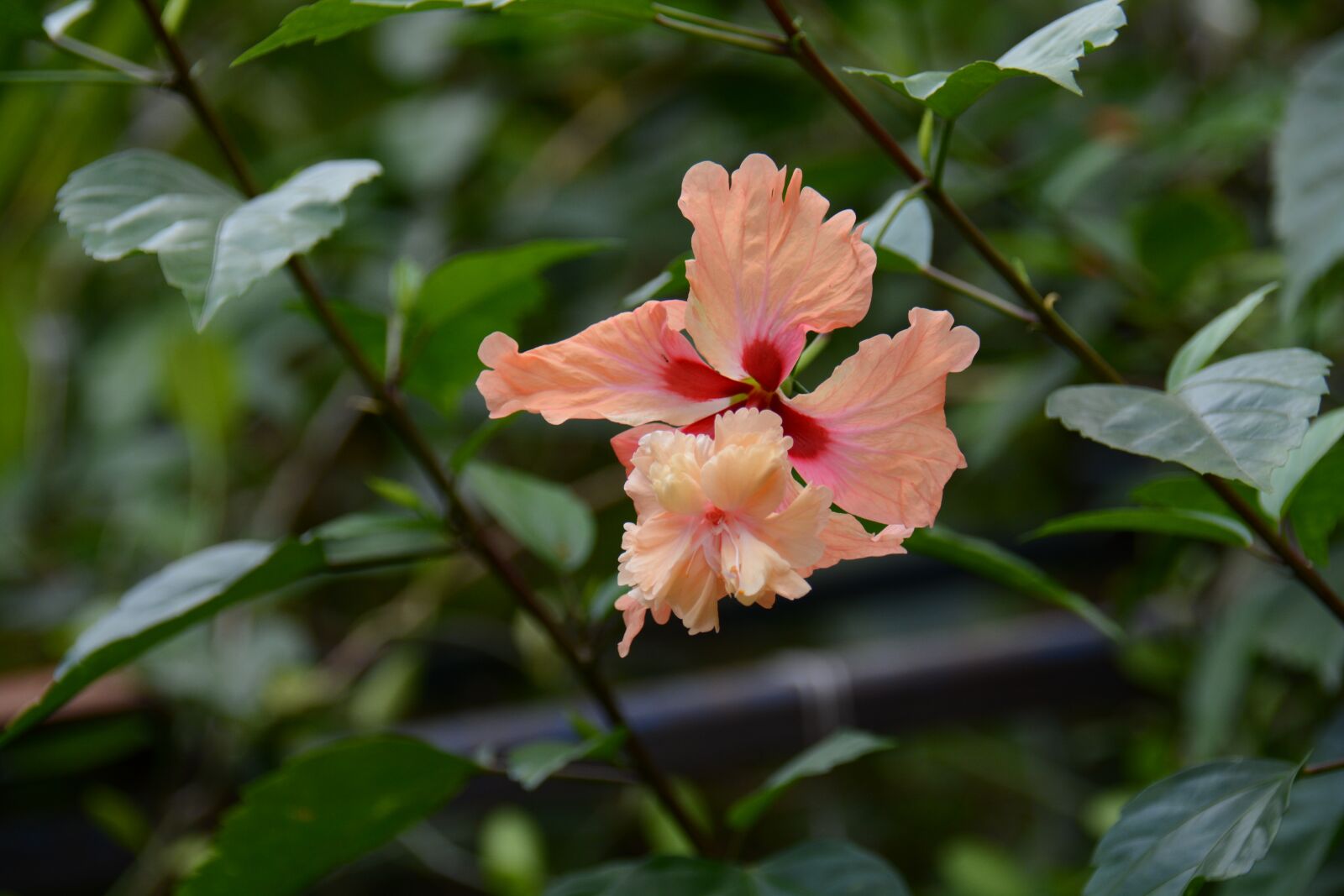 Nikon D7100 sample photo. Chaba, yellow, flowers photography