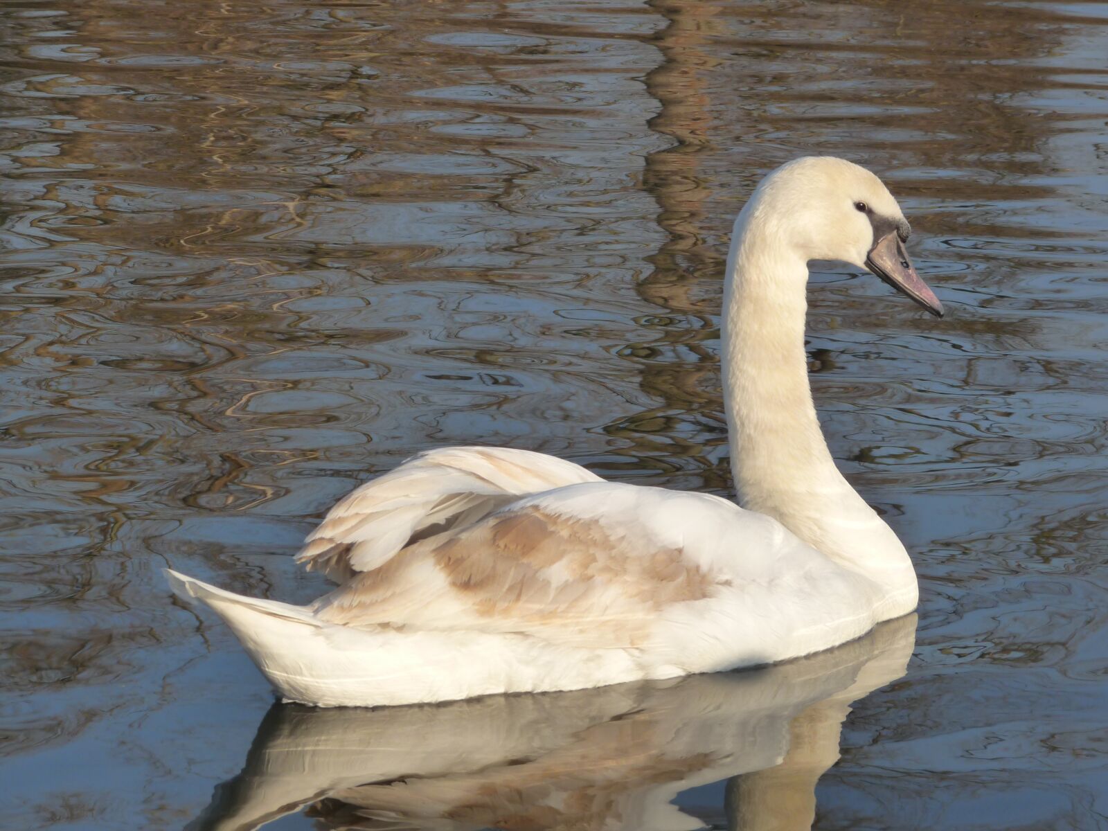 Panasonic Lumix DMC-FZ28 sample photo. Swan, duck, animal photography
