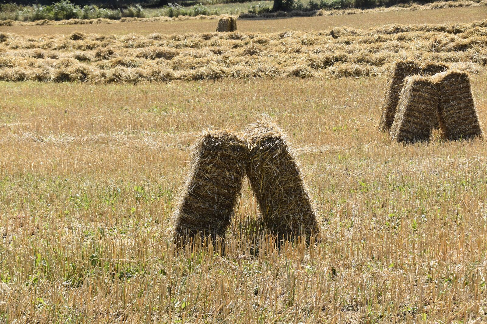 Nikon D5600 sample photo. Boots hayfever, countryside, forage photography