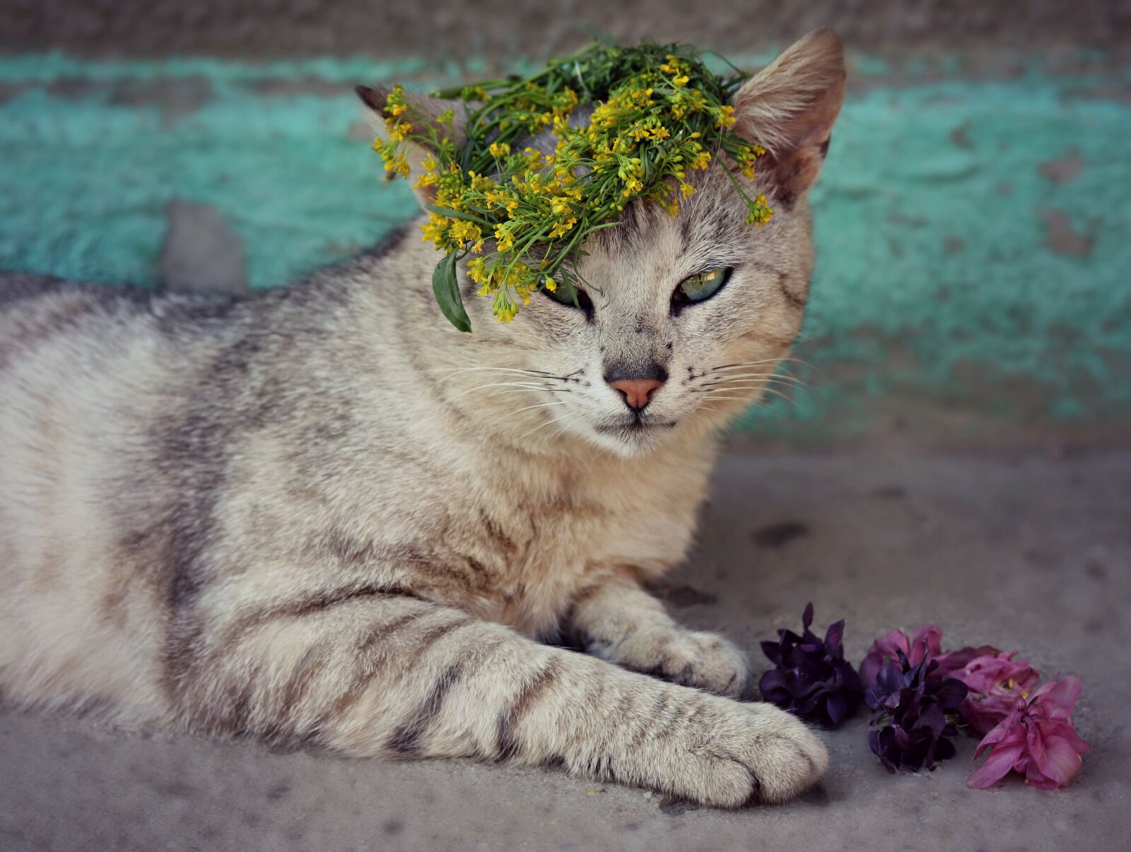 Canon EF-S 60mm F2.8 Macro USM sample photo. Cat, flower, wreath photography
