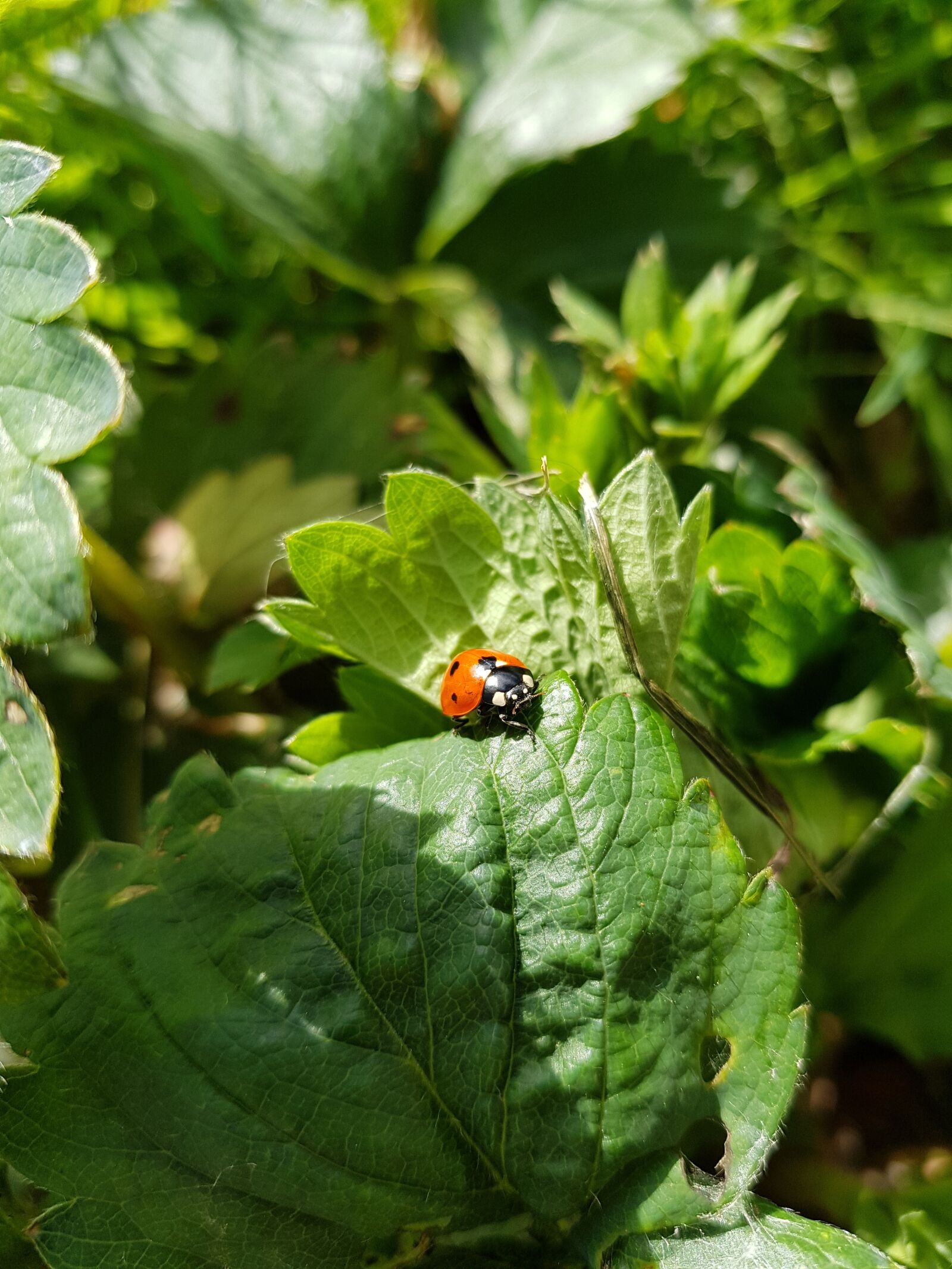 Samsung Galaxy S8+ sample photo. Nature, leaf, outdoors photography