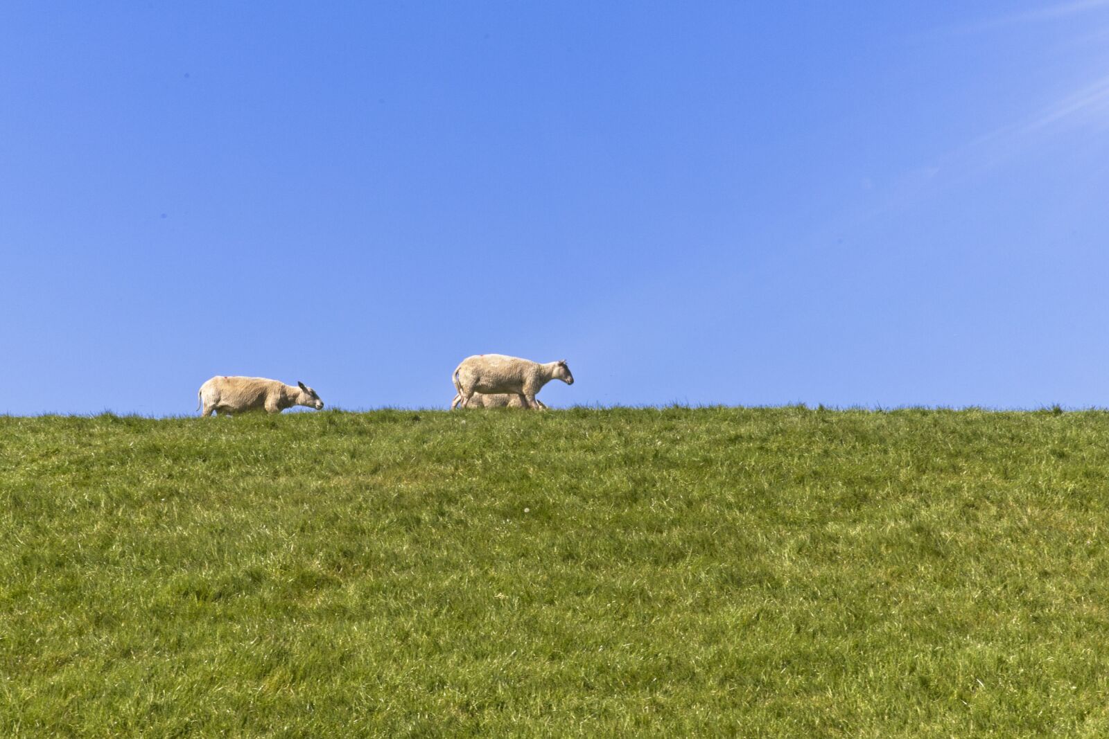 Canon EOS 6D Mark II sample photo. Noorderleech, friesland, wad photography